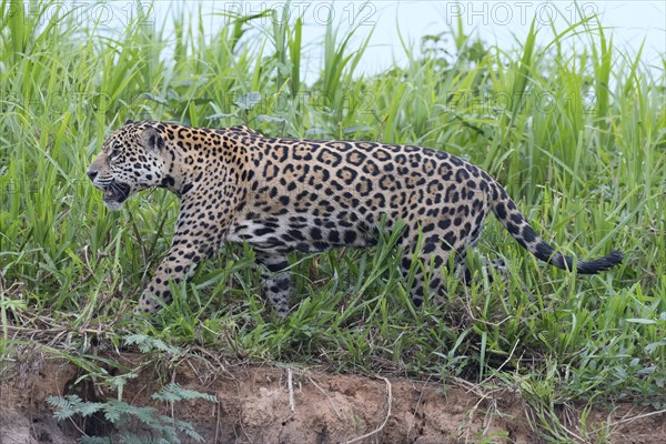 Jaguar (Panthera onca) walking on the shore