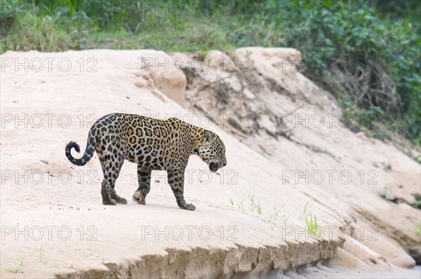Jaguar (Panthera onca) on a sandbank