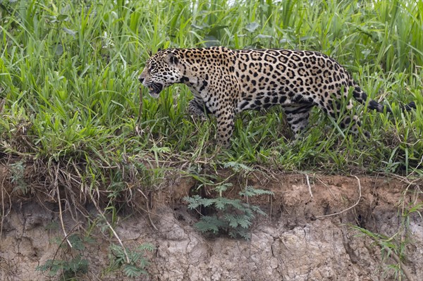 Jaguar (Panthera onca) walking on the shore