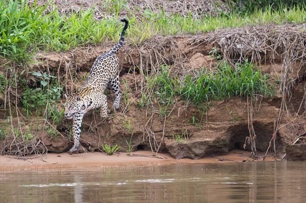 Jaguar (Panthera onca) on the shore