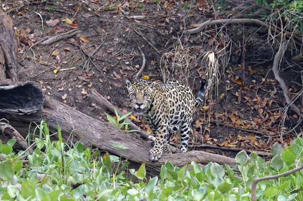 Jaguar (Panthera onca) on the shore