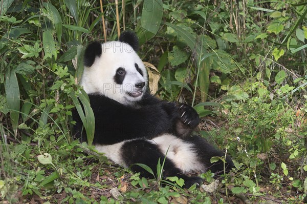 Giant Panda (Ailuropoda melanoleuca)