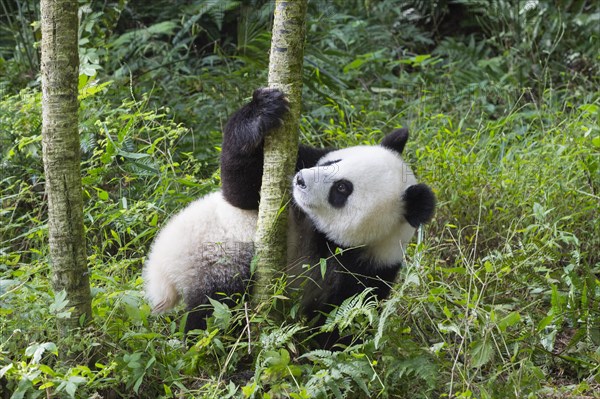 Giant Panda (Ailuropoda melanoleuca)