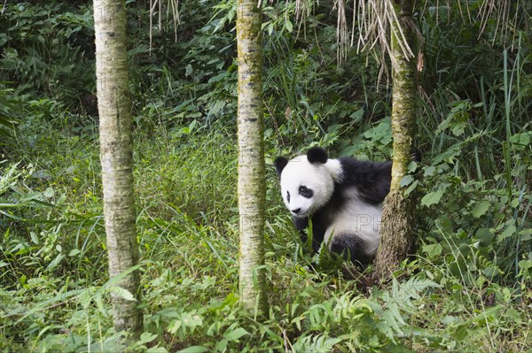 Giant Panda (Ailuropoda melanoleuca)