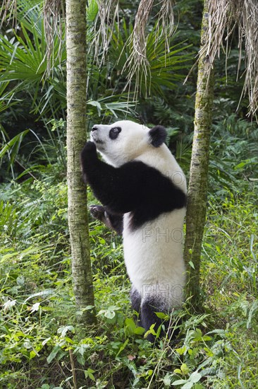 Giant Panda (Ailuropoda melanoleuca)