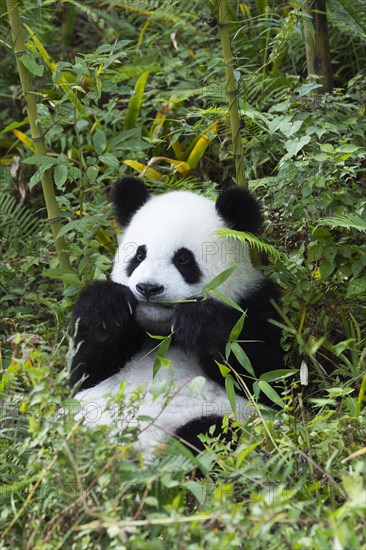 Giant Panda (Ailuropoda melanoleuca)