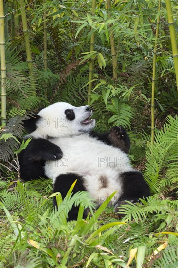 Giant Panda (Ailuropoda melanoleuca)