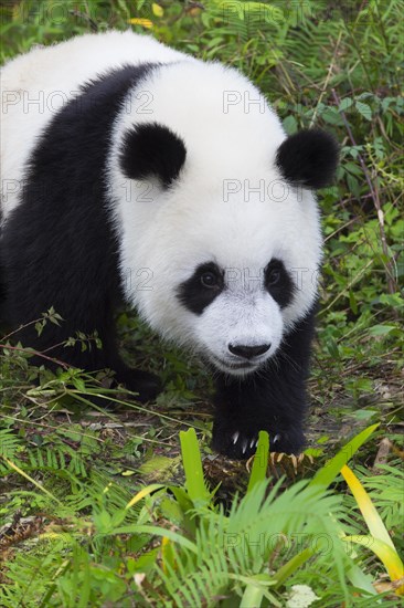 Giant Panda (Ailuropoda melanoleuca)