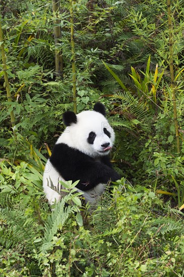 Giant Panda (Ailuropoda melanoleuca)