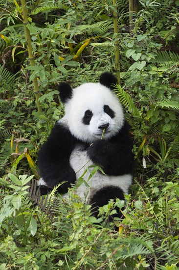 Giant Panda (Ailuropoda melanoleuca)