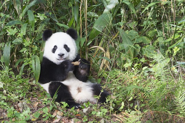 Giant Panda (Ailuropoda melanoleuca)