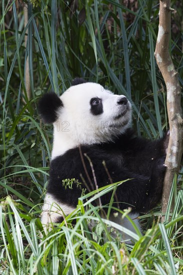 Giant Panda (Ailuropoda melanoleuca)