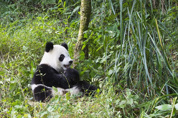 Giant Panda (Ailuropoda melanoleuca)