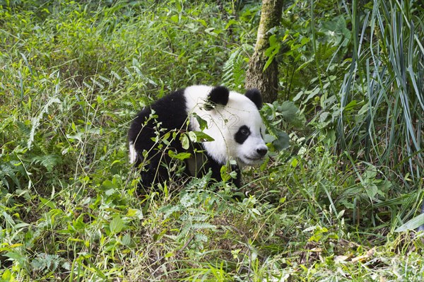 Giant Panda (Ailuropoda melanoleuca)