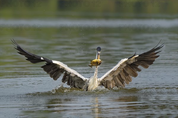 White-necked Heron or Cocoi Heron (Ardea cocoi) fishing