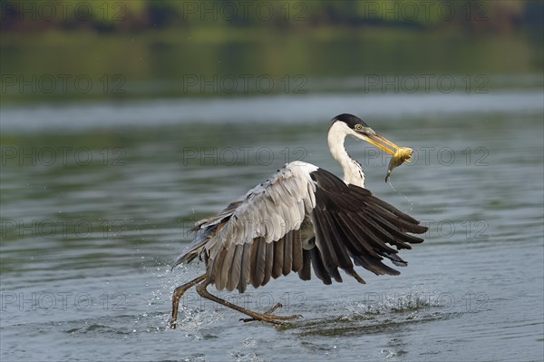 White-necked Heron or Cocoi Heron (Ardea cocoi) fishing