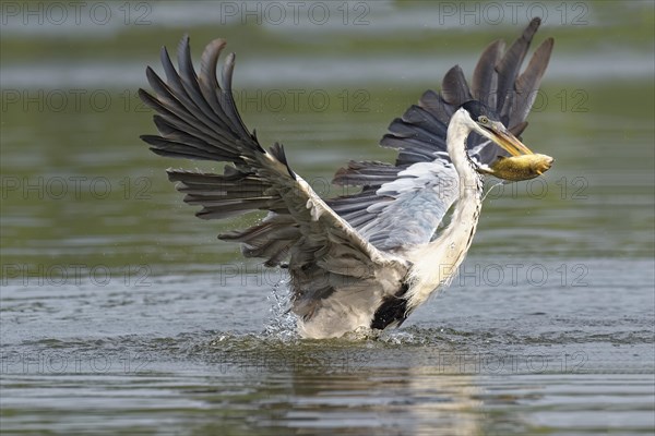 White-necked Heron or Cocoi Heron (Ardea cocoi) fishing