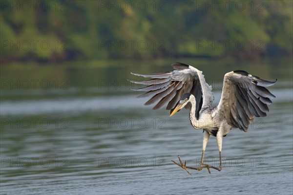 White-necked Heron or Cocoi Heron (Ardea cocoi) fishing