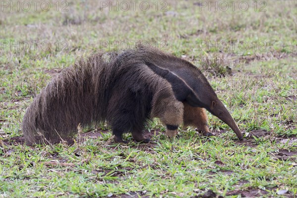 Giant Anteater (Myrmecophaga tridactyla) foraging