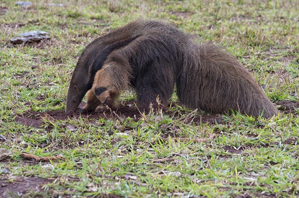 Giant Anteater (Myrmecophaga tridactyla) foraging and feeding in termite mound