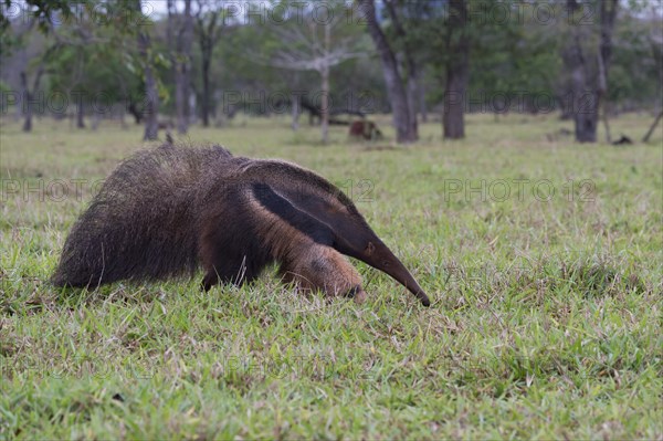 Giant Anteater (Myrmecophaga tridactyla)