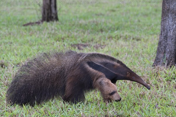 Giant Anteater (Myrmecophaga tridactyla)