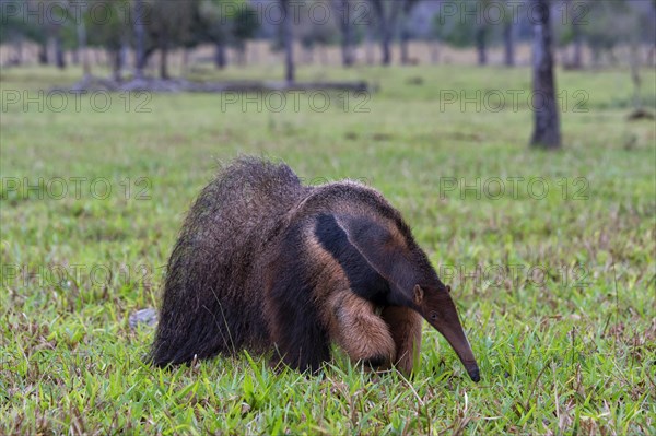 Giant Anteater (Myrmecophaga tridactyla)