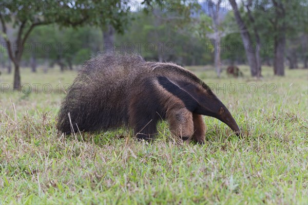 Giant Anteater (Myrmecophaga tridactyla)