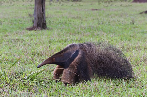 Giant Anteater (Myrmecophaga tridactyla)