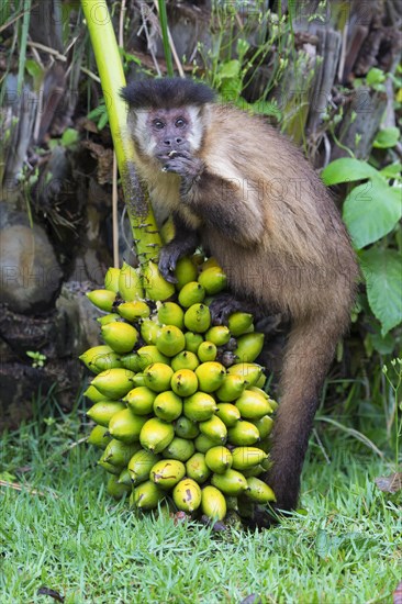 Tufted Capuchin