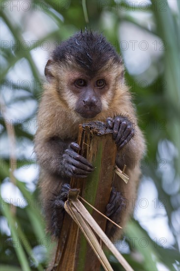 Tufted Capuchin