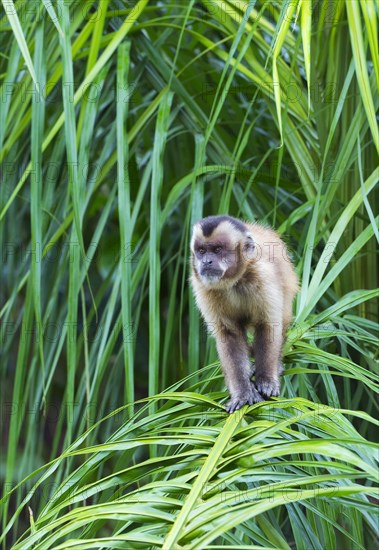 Tufted Capuchin