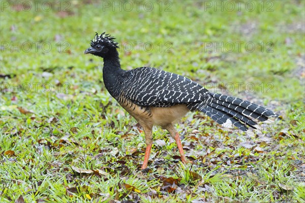 Bare-faced Curassow (Crax fasciolata)