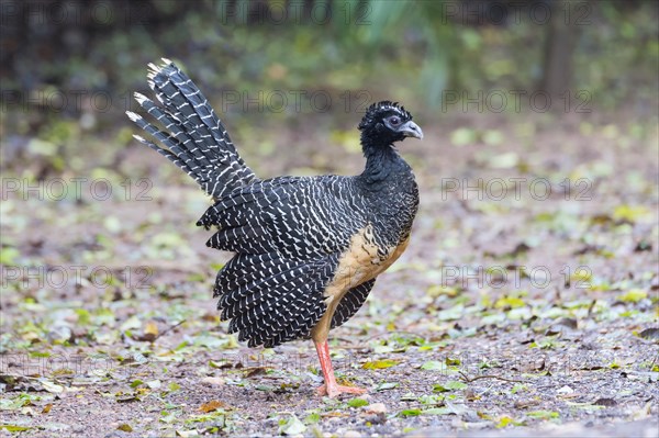 Bare-faced Curassow (Crax fasciolata)