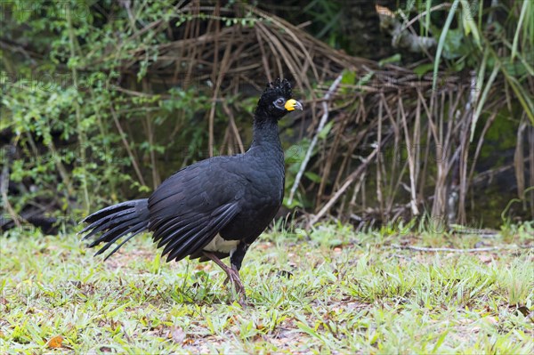 Bare-faced Curassow (Crax fasciolata)