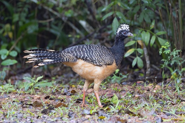 Bare-faced Curassow (Crax fasciolata)