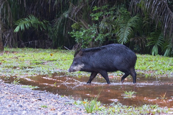 White-lipped Peccary (Tayassu pecari)