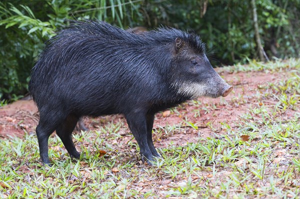 White-lipped Peccary (Tayassu pecari)