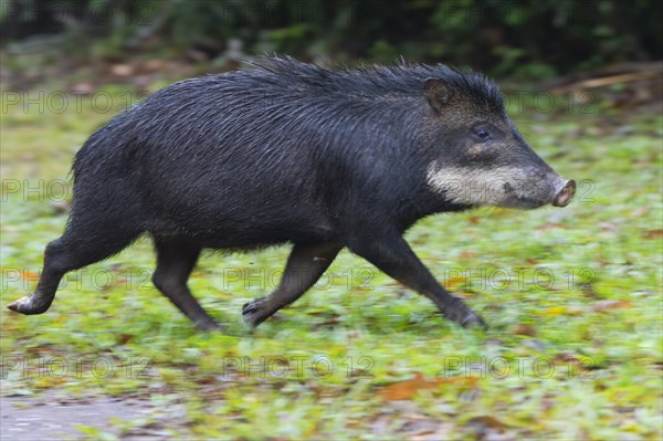 White-lipped Peccary (Tayassu pecari) running