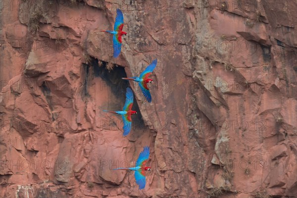 Green-winged Macaws or Red-and-green Macaws (Ara chloropterus) in flight