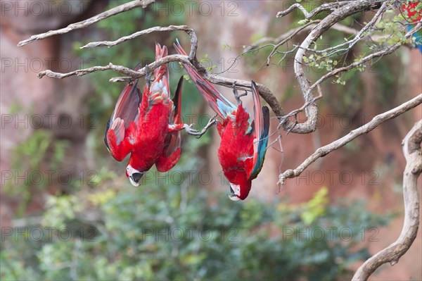 Playful Green-winged Macaws or Red-and-green Macaws (Ara chloropterus)