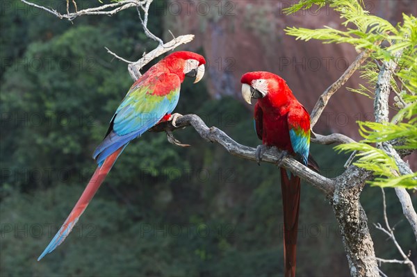 Green-winged Macaws or Red-and-green Macaws (Ara chloropterus)