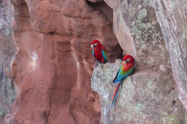 Green-winged Macaws or Red-and-green Macaws (Ara chloropterus)