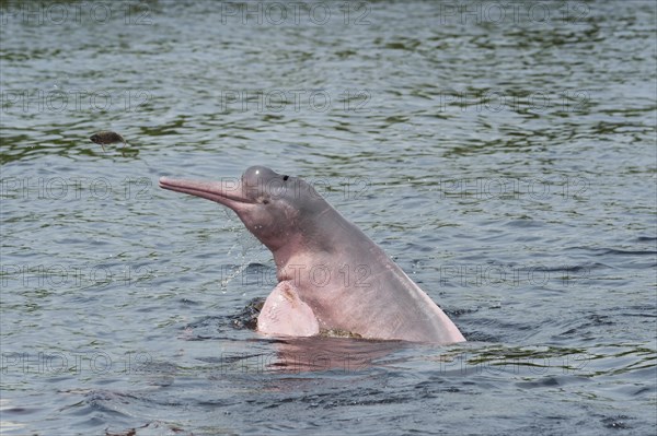 Amazon River Dolphin