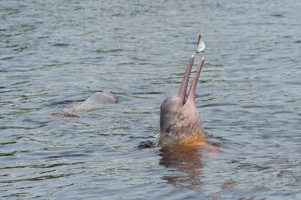 Amazon River Dolphin