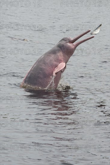 Amazon River Dolphin