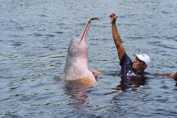 Amazon River Dolphin