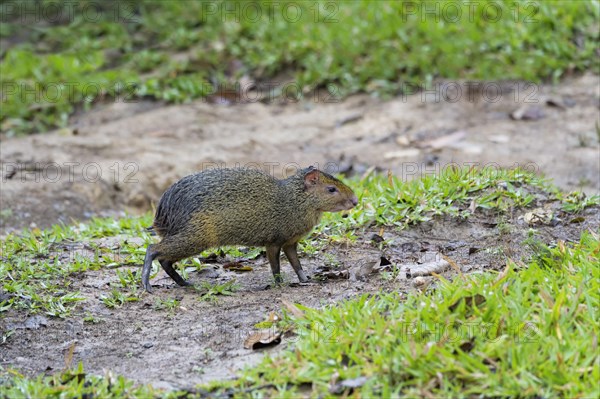 Azara's Agouti (Dasyprocta azarae)