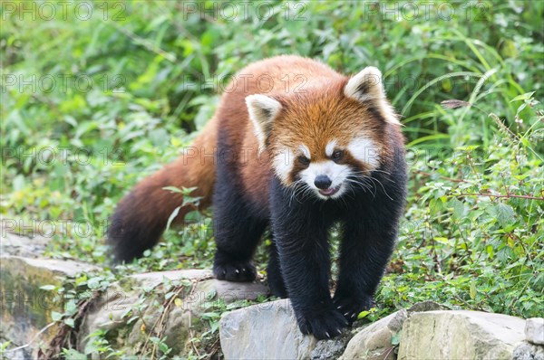 Red Panda (Ailurus fulgens)