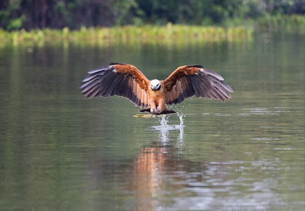 Black-collared Hawk (Busarellus nigricollis)